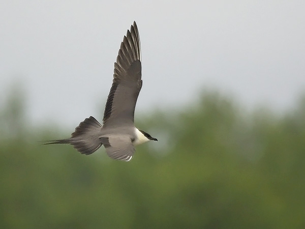 Tunturikihu, Long-tailed Jaeger, Stercorarius longicaudus